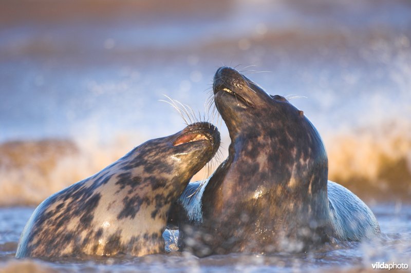 Koppeltje Grijze zeehond