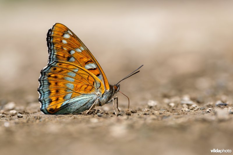 Drinkende Grote ijsvogelvlinder