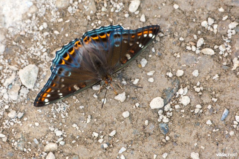 Drinkende Grote ijsvogelvlinder