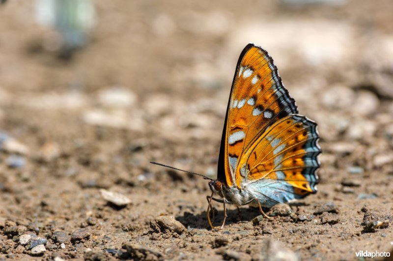 Drinkende Grote ijsvogelvlinder