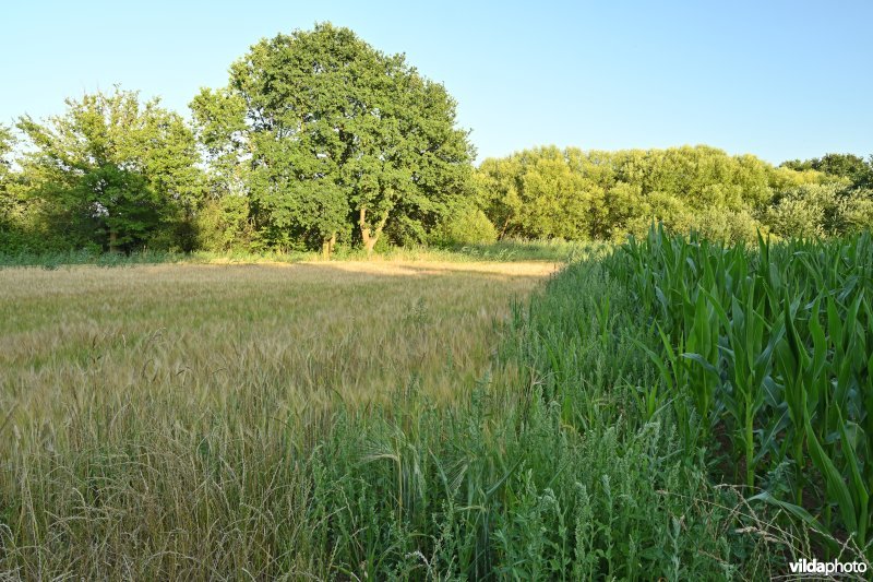 Demervallei: Heuvels Laakvallei 