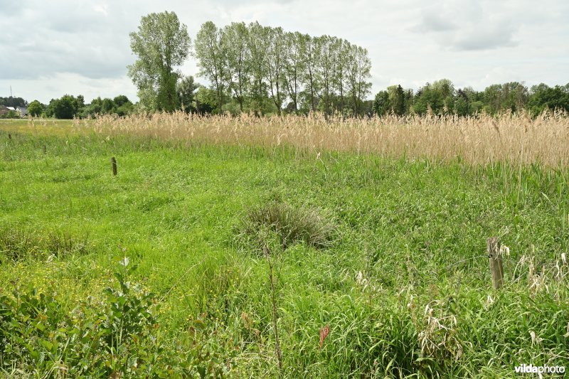 Demervallei: Kloosterbeemden