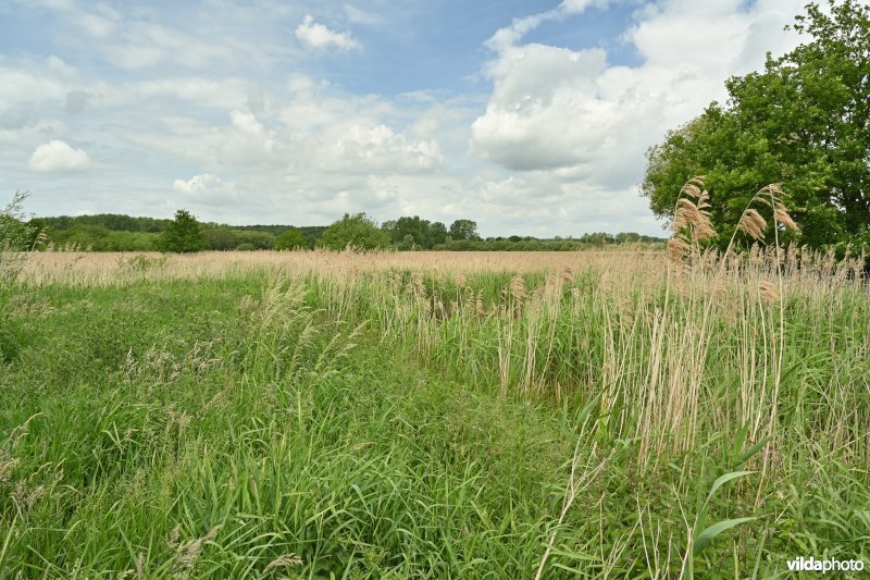 Demervallei: Kloosterbeemden