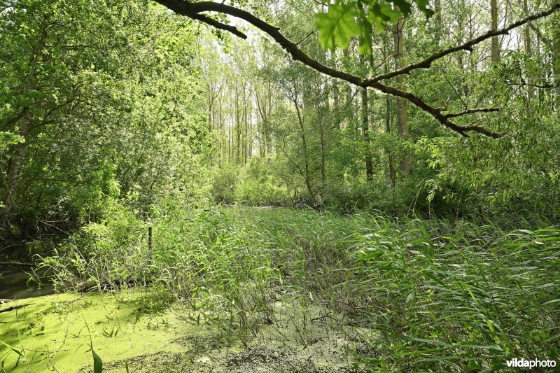 Demervallei: Molenstedebroek