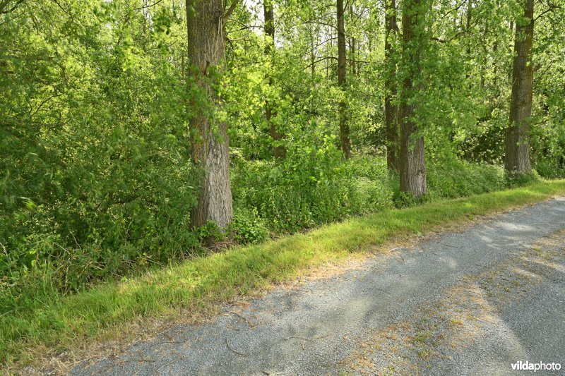 Demervallei: Molenstedebroek