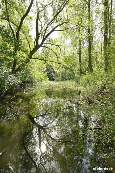 Demervallei: Molenstedebroek