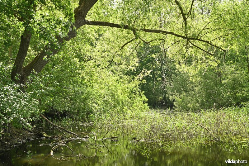Demervallei: Molenstedebroek