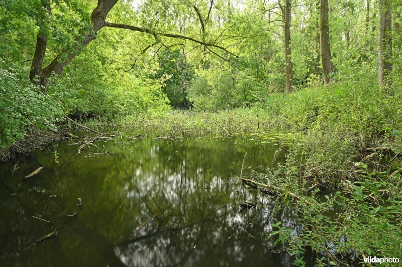 Demervallei: Molenstedebroek