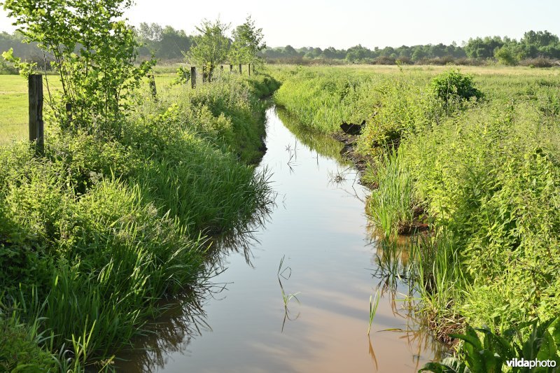 Bruggeneindse Laak in de Grote Netevallei