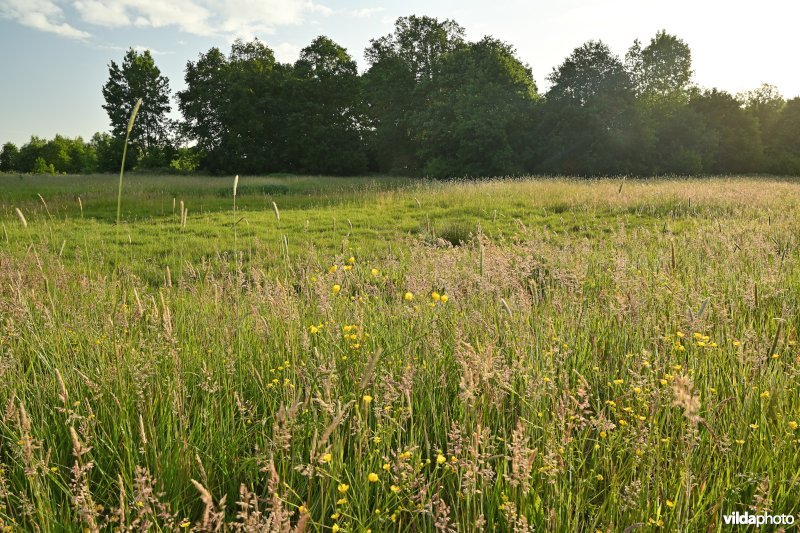 Grote Nete   