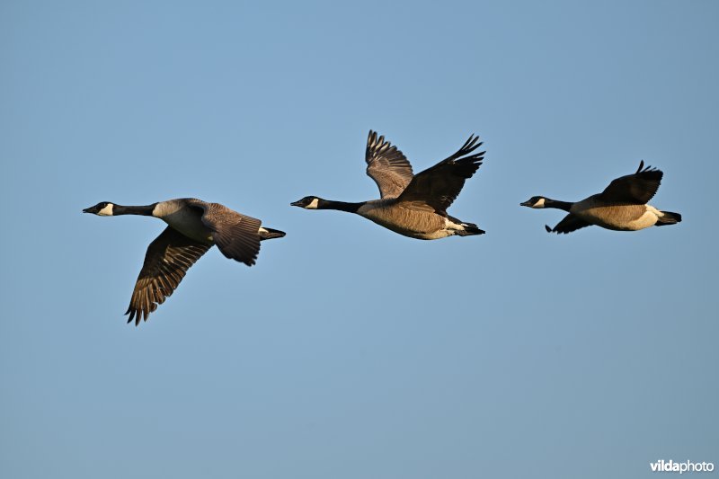 Canadese ganzen in vlucht