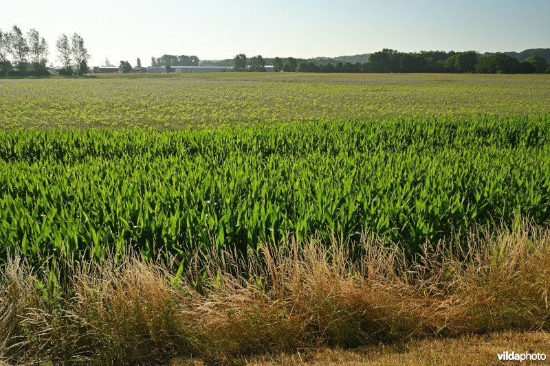 Demervallei (R)