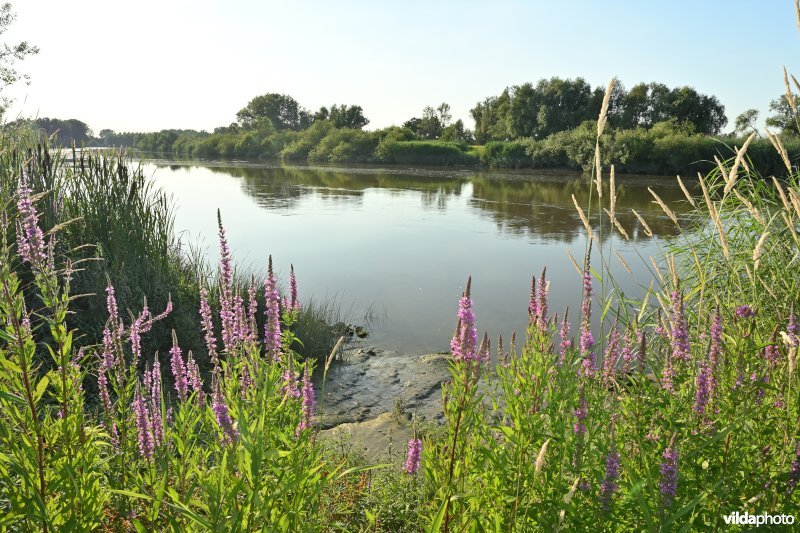 Schelde bij de Vlassenbroekse polder 