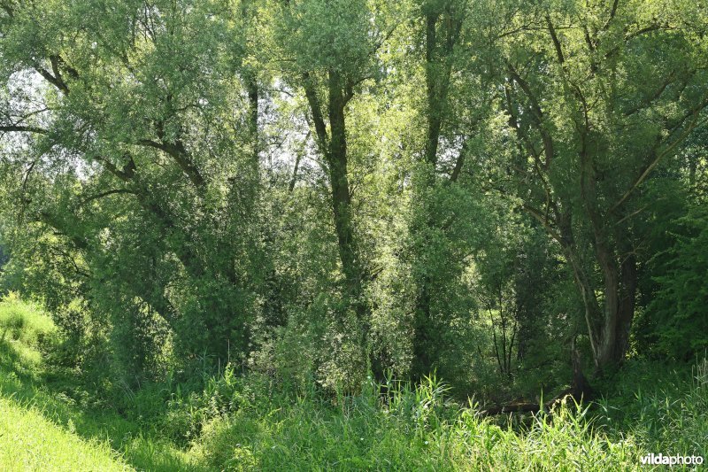 Demervallei: Werchter (R)  