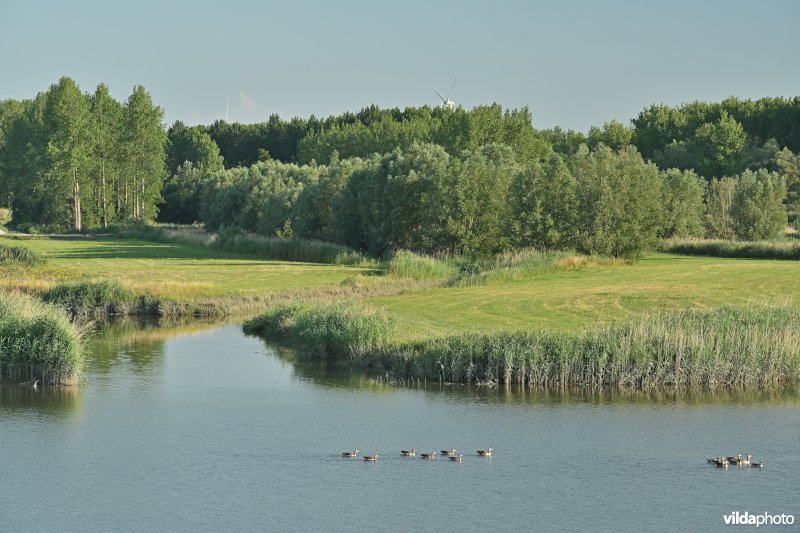 Vlassenbroekse polder 