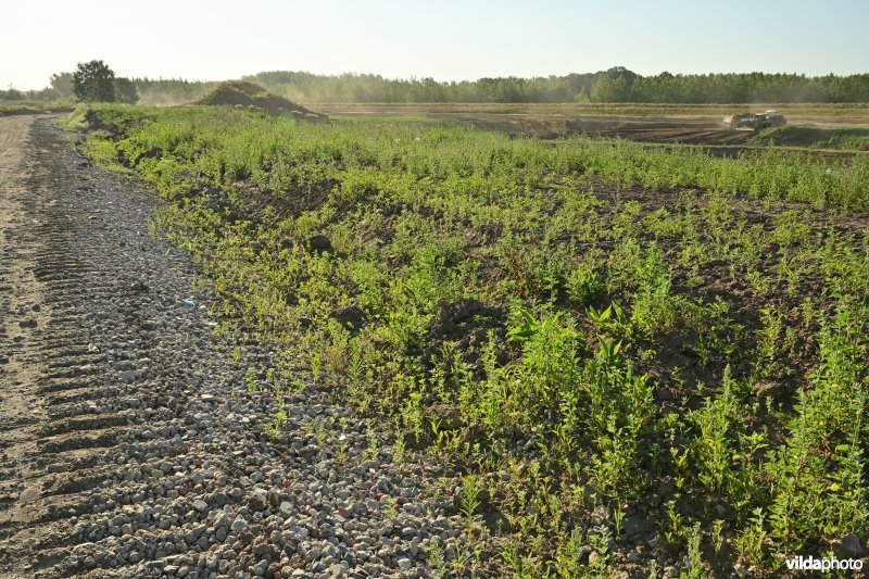Groot Schoor te Bornem (R)