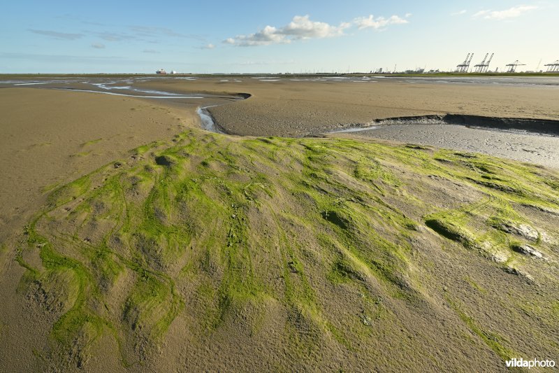 Hedwige-Prosperschor