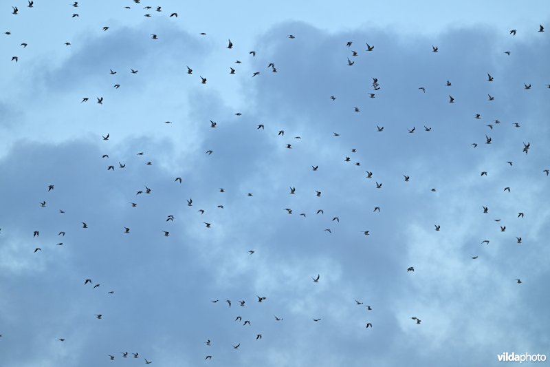 Grote zwerm Kokmeeuwen in vlucht