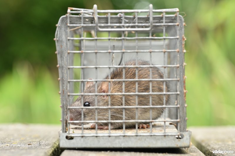 Bruine rat in val 
