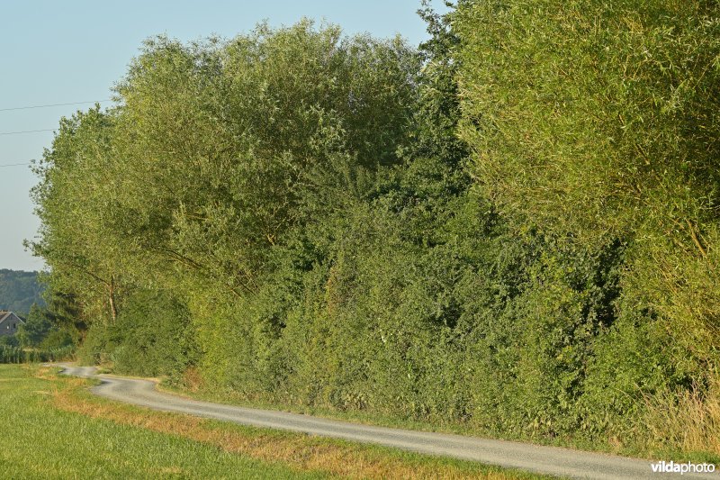 Demervallei: Langdorp