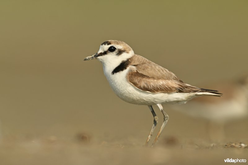 Strandplevier