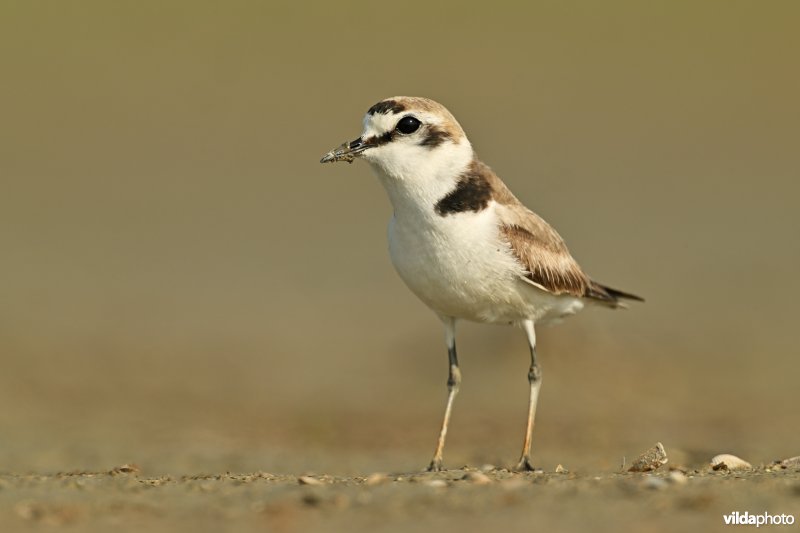 Strandplevier