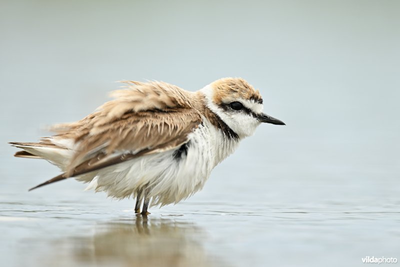 Strandplevier