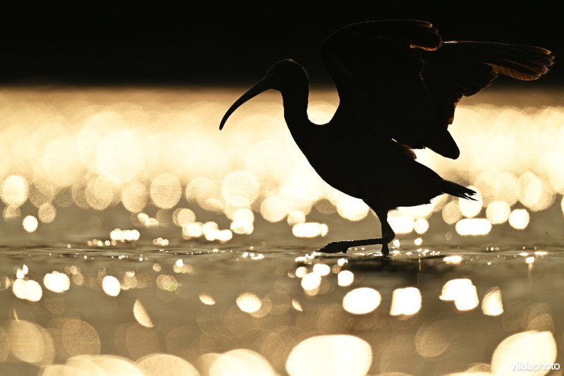 Zwarte ibis