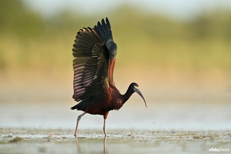 Zwarte ibis