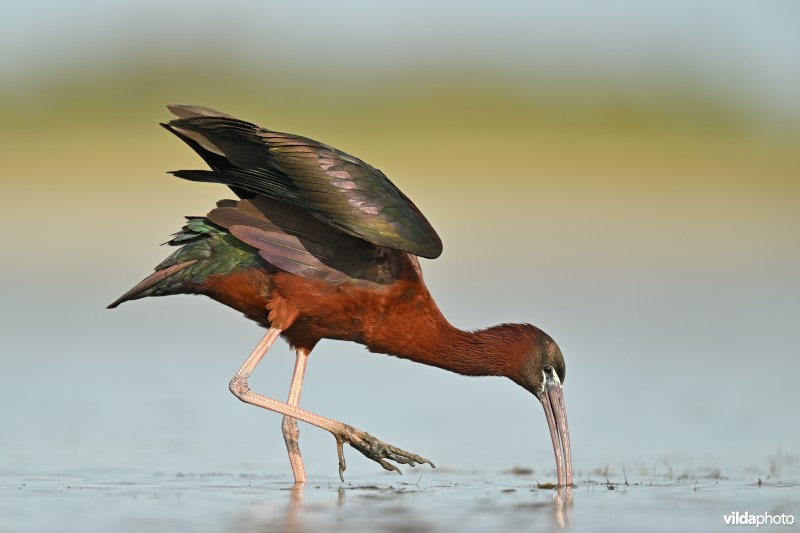 Zwarte ibis