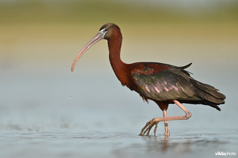 Zwarte ibis