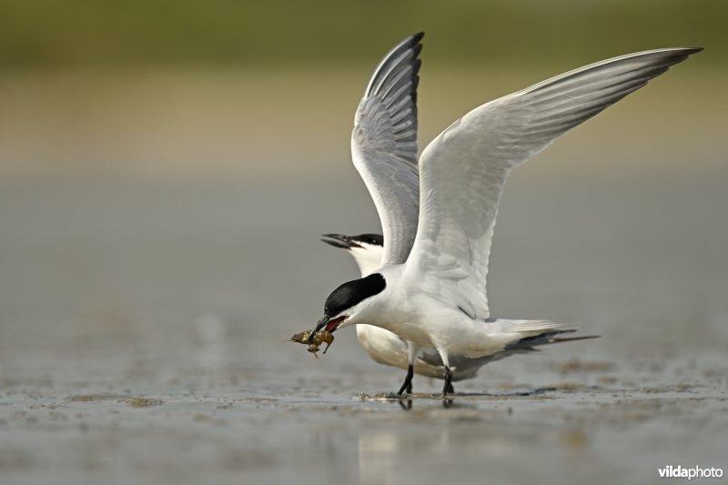 Baltsende Lachsternen