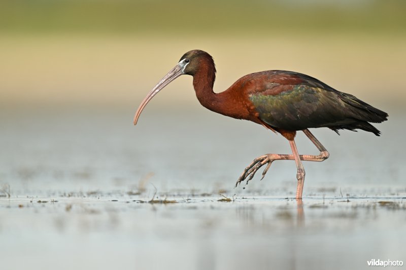 Zwarte ibis