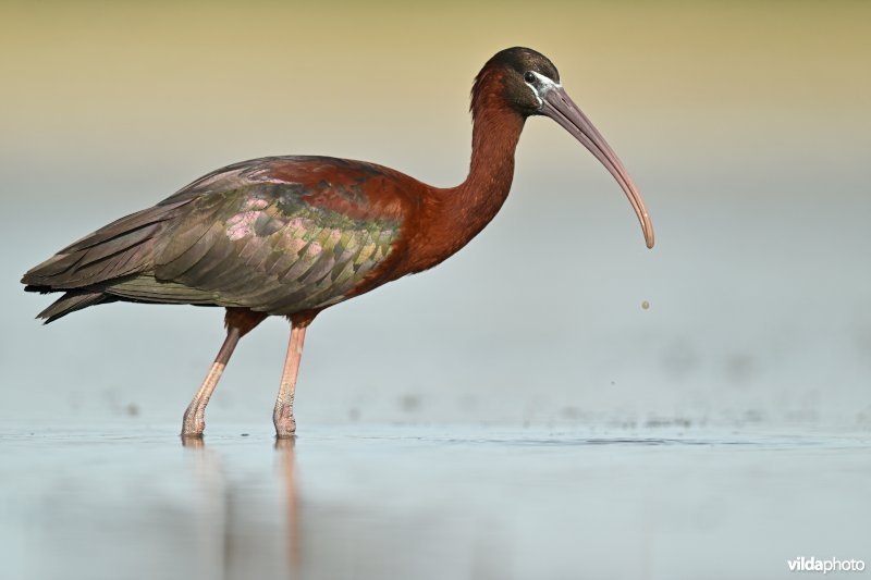 Zwarte ibis