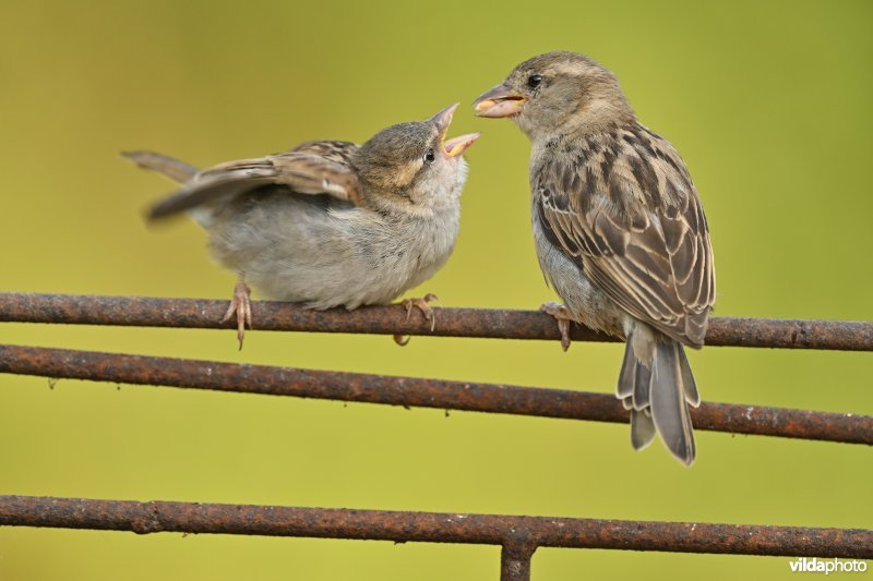 Huismus