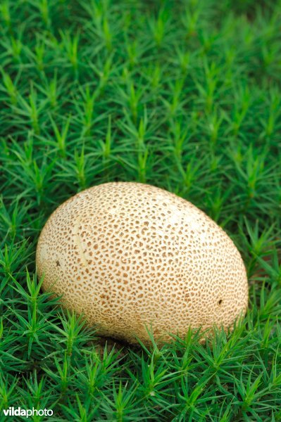 Gele aardappelbovist