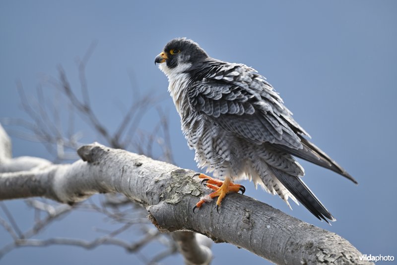 Slechtvalk