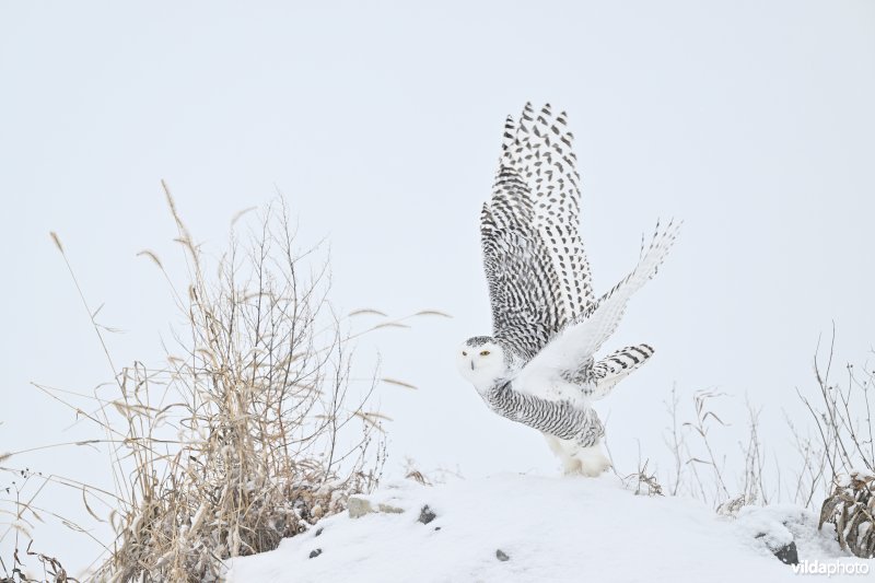 Sneeuwuil