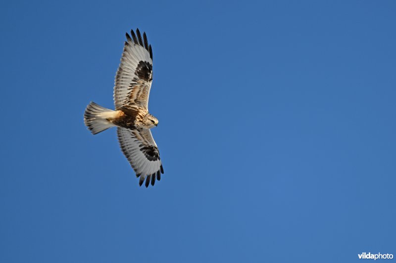 Ruigpootbuizerd