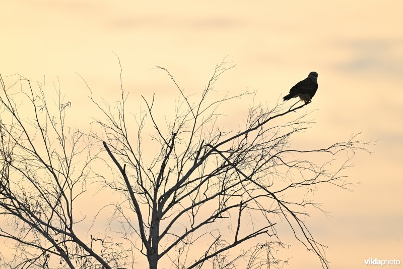 Ruigpootbuizerd
