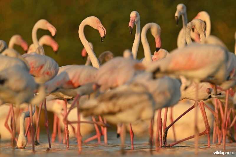 Flamingo