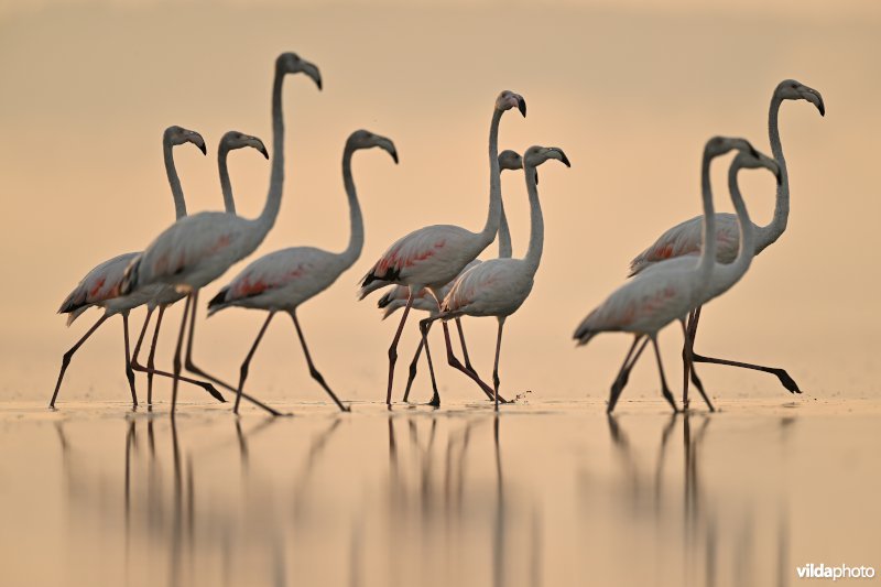 Flamingo