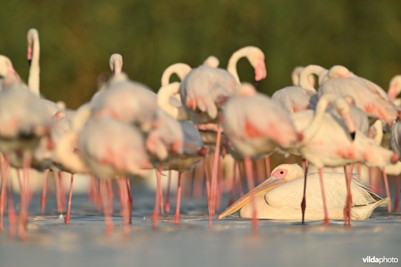 Roze pelikaan tussen Flamingo's