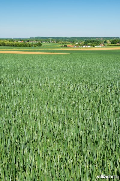 Landbouwlandschap op het leemplateau