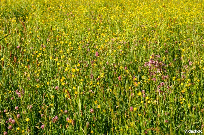 Bloemrijk vochtig grasland