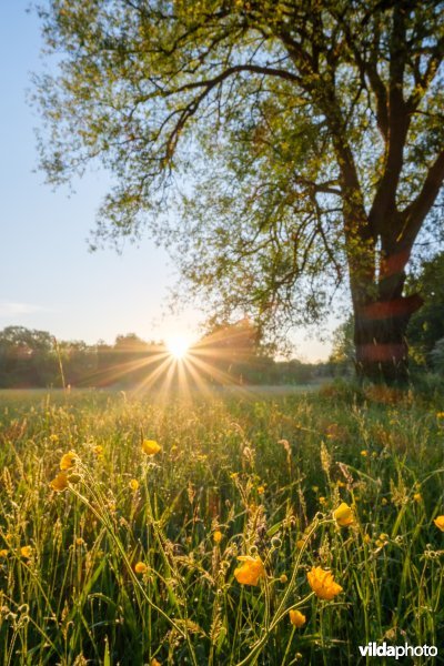 Boterbloemen bij zonsopgang