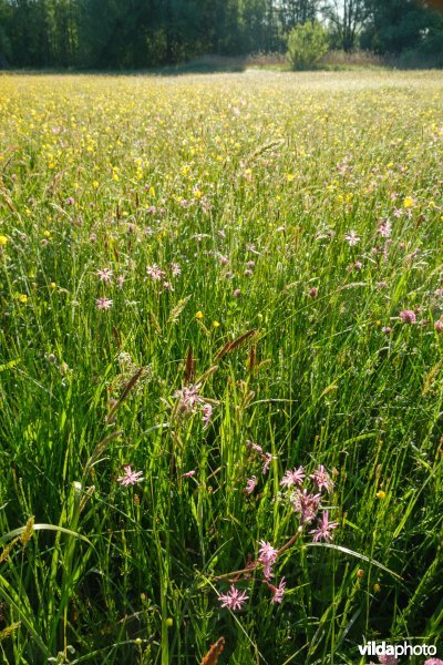 Bloemrijk vochtig grasland