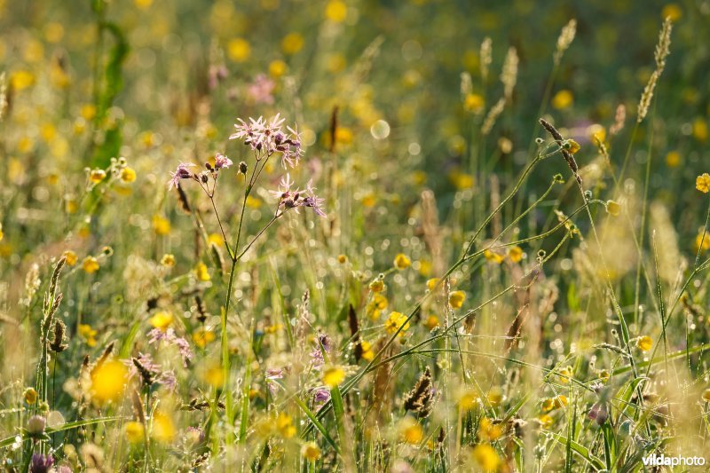 Bloemrijk vochtig grasland