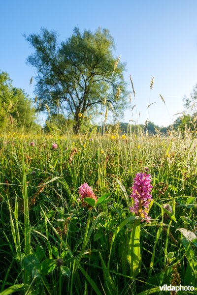 Bloemrijk vochtig grasland