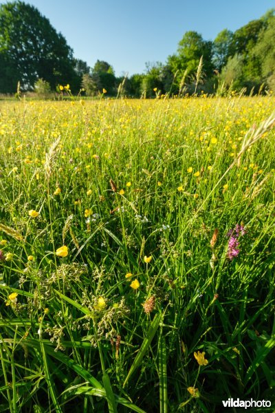 Bloemrijk vochtig grasland